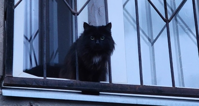    Ласковые, редко болеют и живут до 20 лет - 7 пород кошек-долгожителей