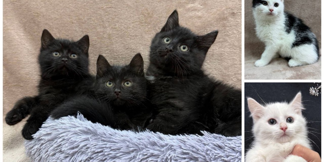 🥰🥰 Четыре сыночка и лапочка дочка 😜. Пять очаровательных комочков в самые добрые ручки 🙏.