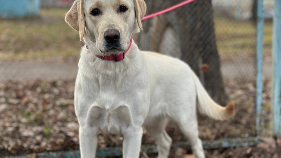 💖 SOS! Ульяновск! История Беллы: Молодой Лабрадор в Поисках Своего Дома и Любящей Семьи! 💖