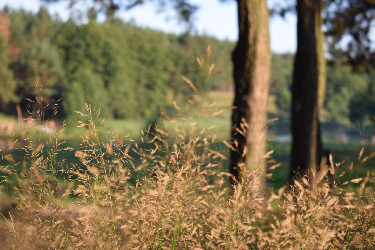 Дорога к речке через сосновый бор