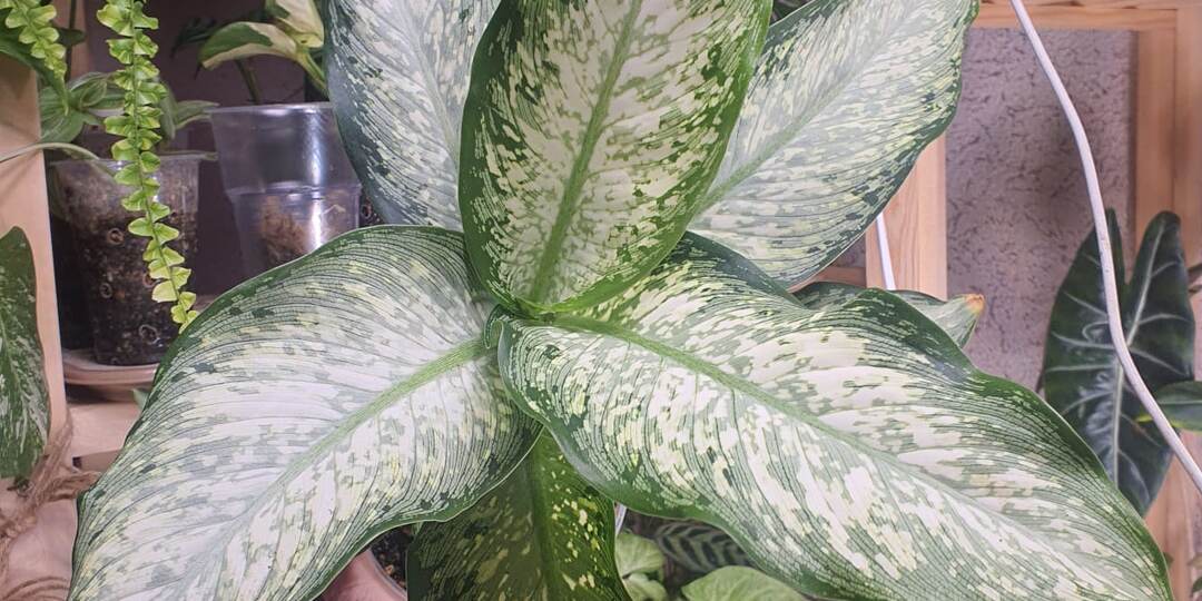 Как дела у Диффенбахии Тики? ОТЛИЧНО!