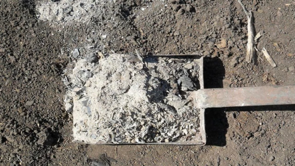 Фото из открытого источника