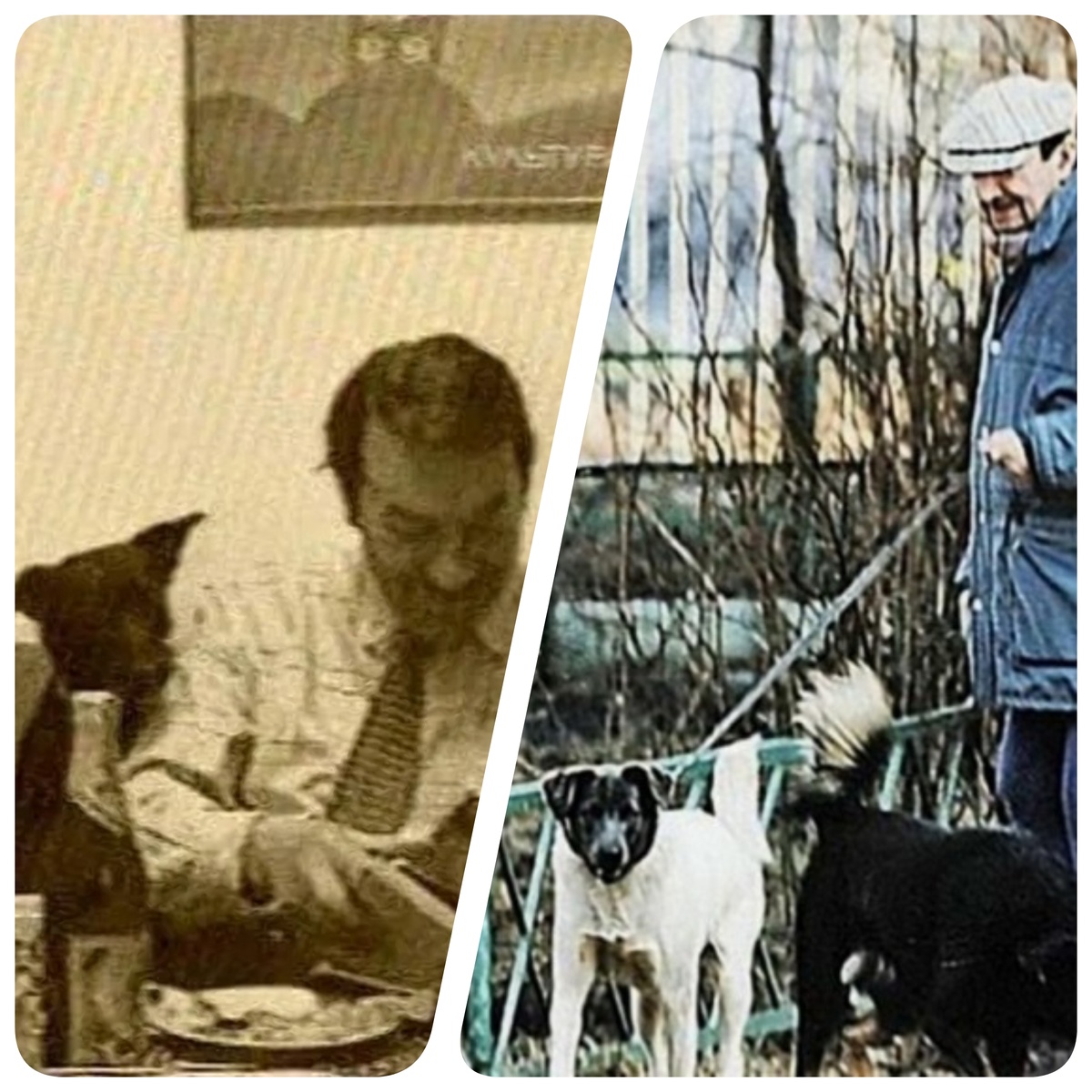 Георгий Вицин с собаками