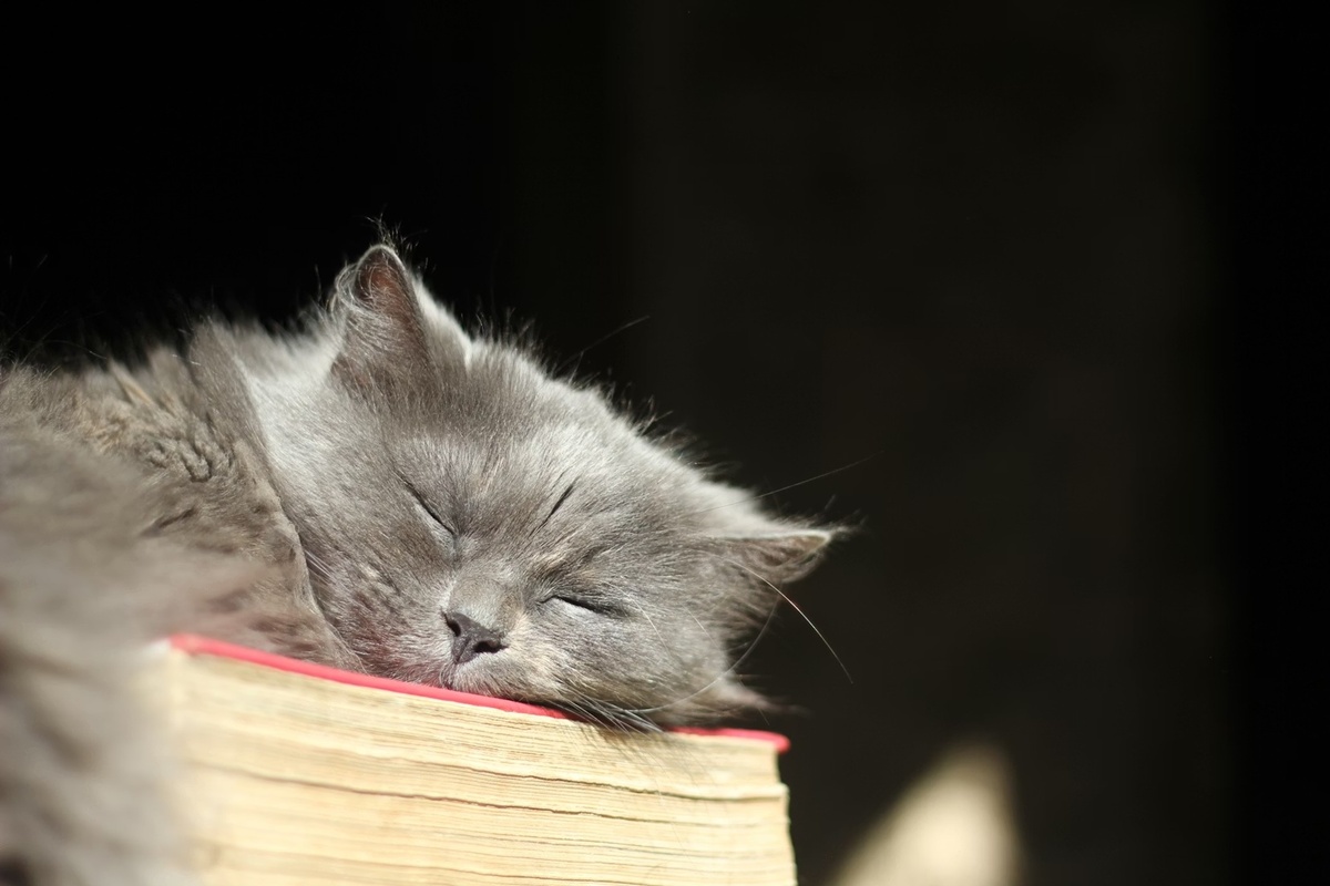    Лучшее время, чтобы узнать новое — перед сном, но не для всех. Все зависит от циркадных ритмов.Unsplash