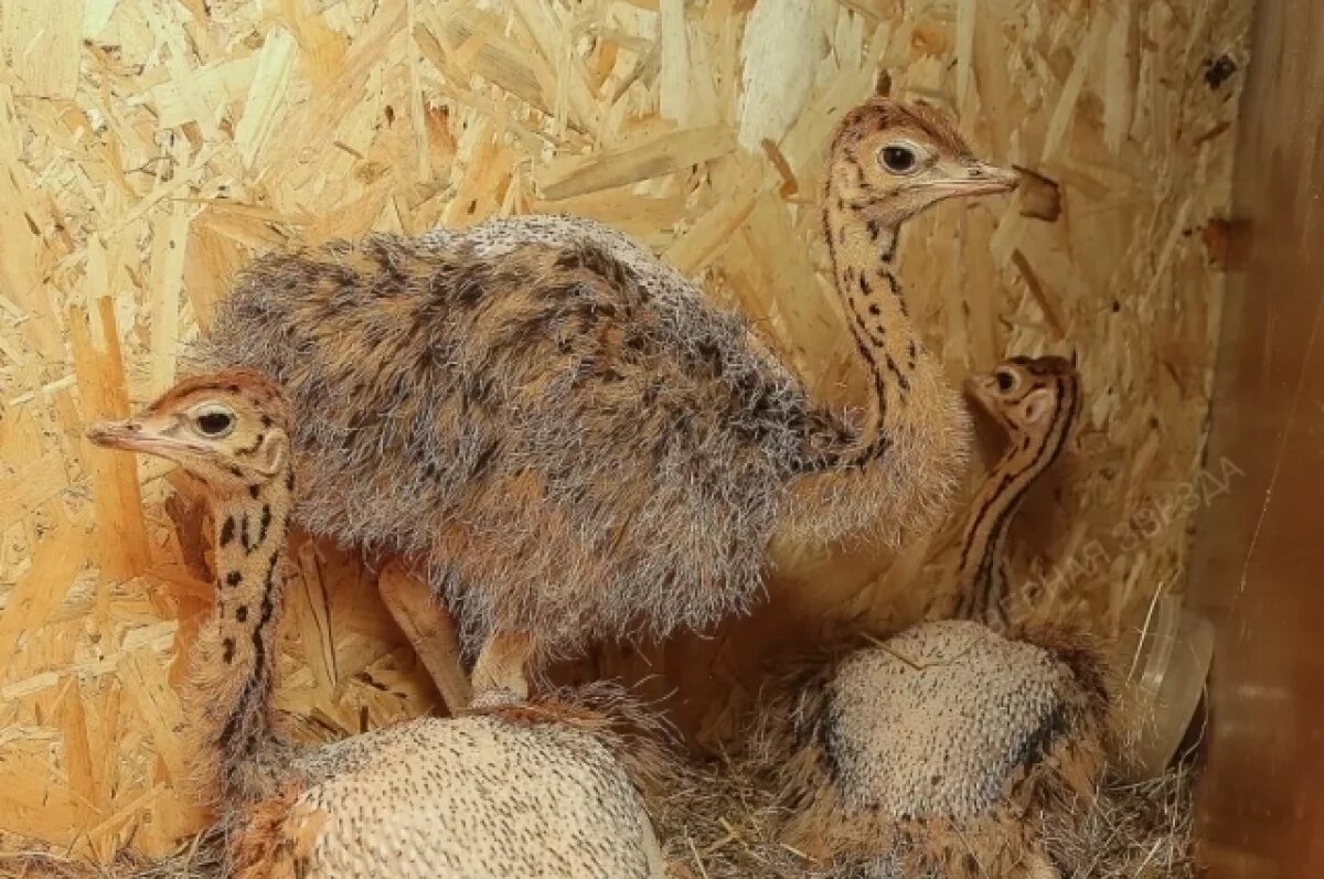    В Стрежевом родились 12 птенцов африканских страусов