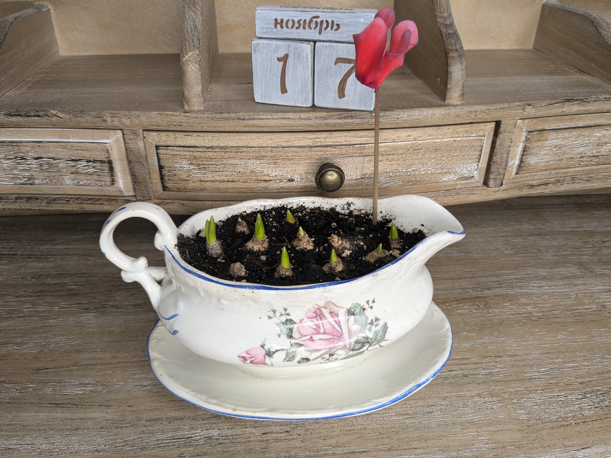 Мускари через месяц после посадки