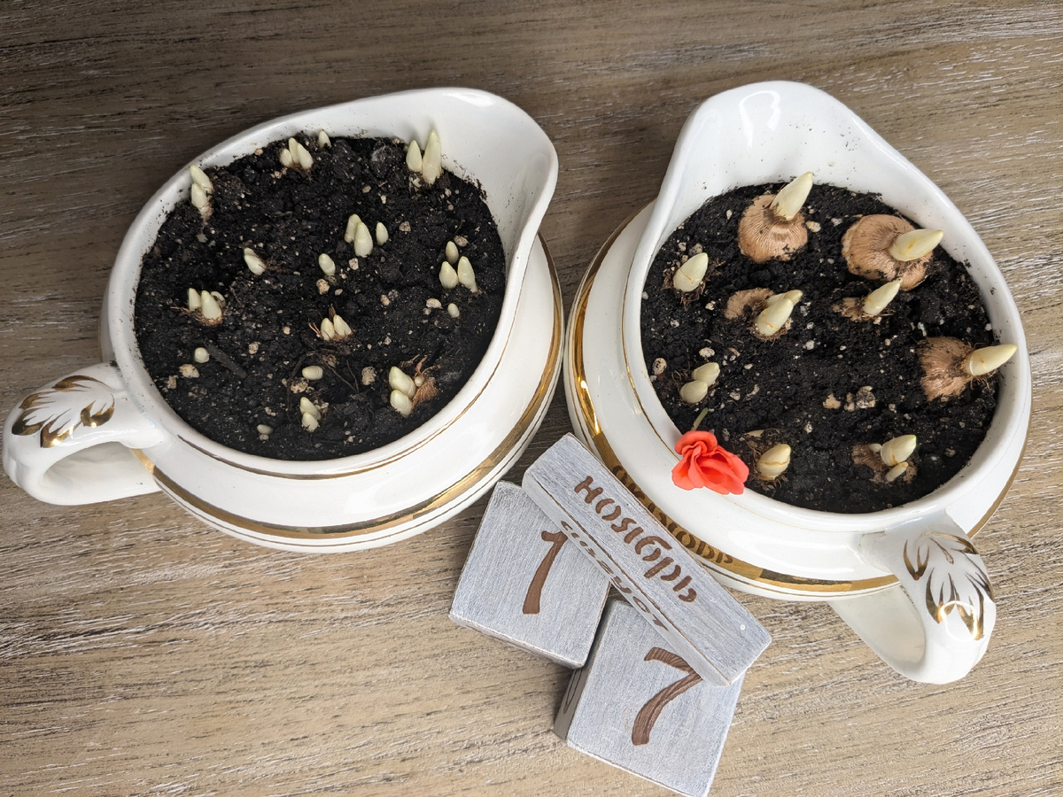 Крокусы спустя месяц после посадки