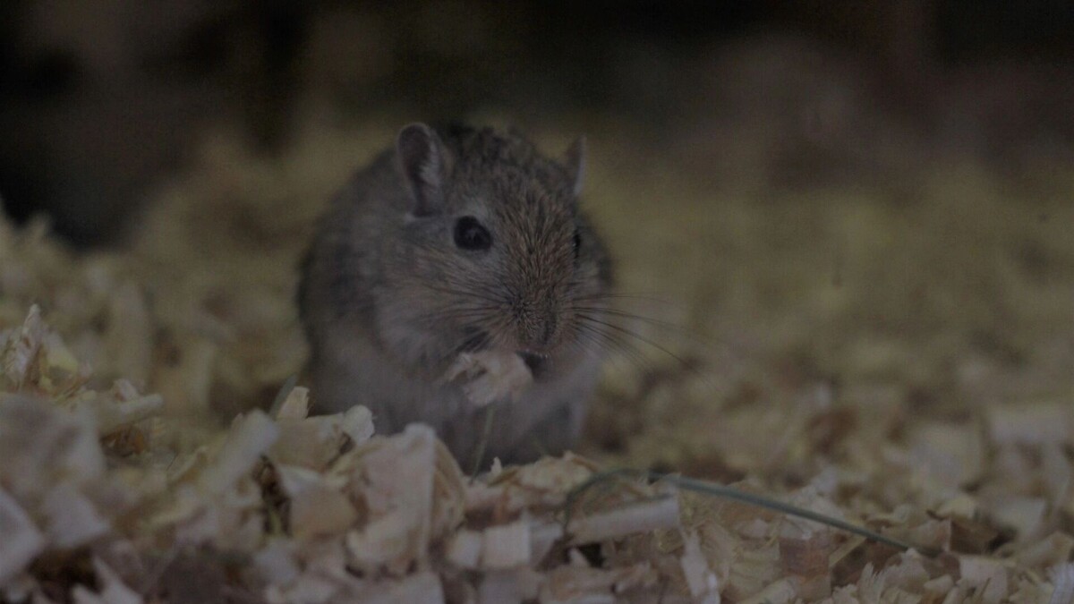     Источник: 1MI