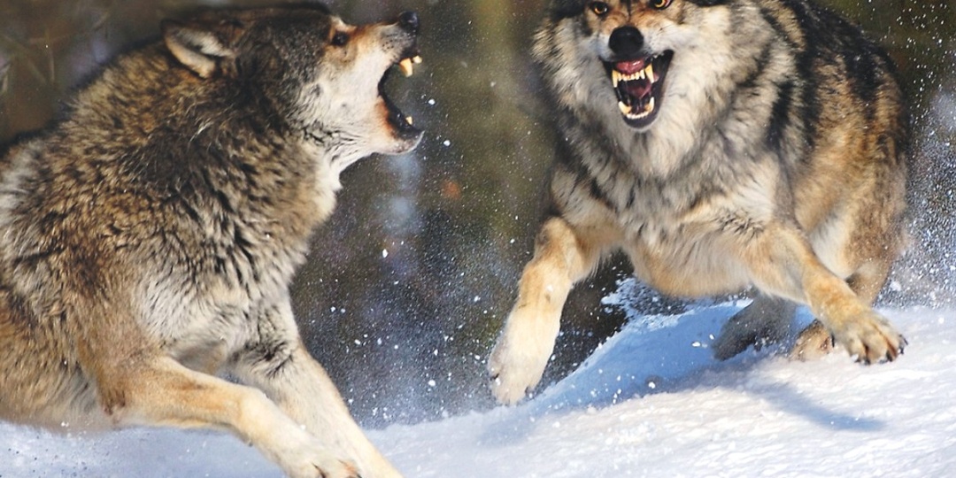 Бунт в стае: как волчий вожак держит власть и карает непокорных