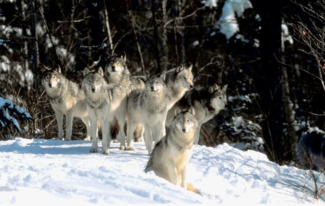 Волчья семья. За внешним спокойствием скрываются строгие законы, где у каждого своя роль, а неповиновение карается