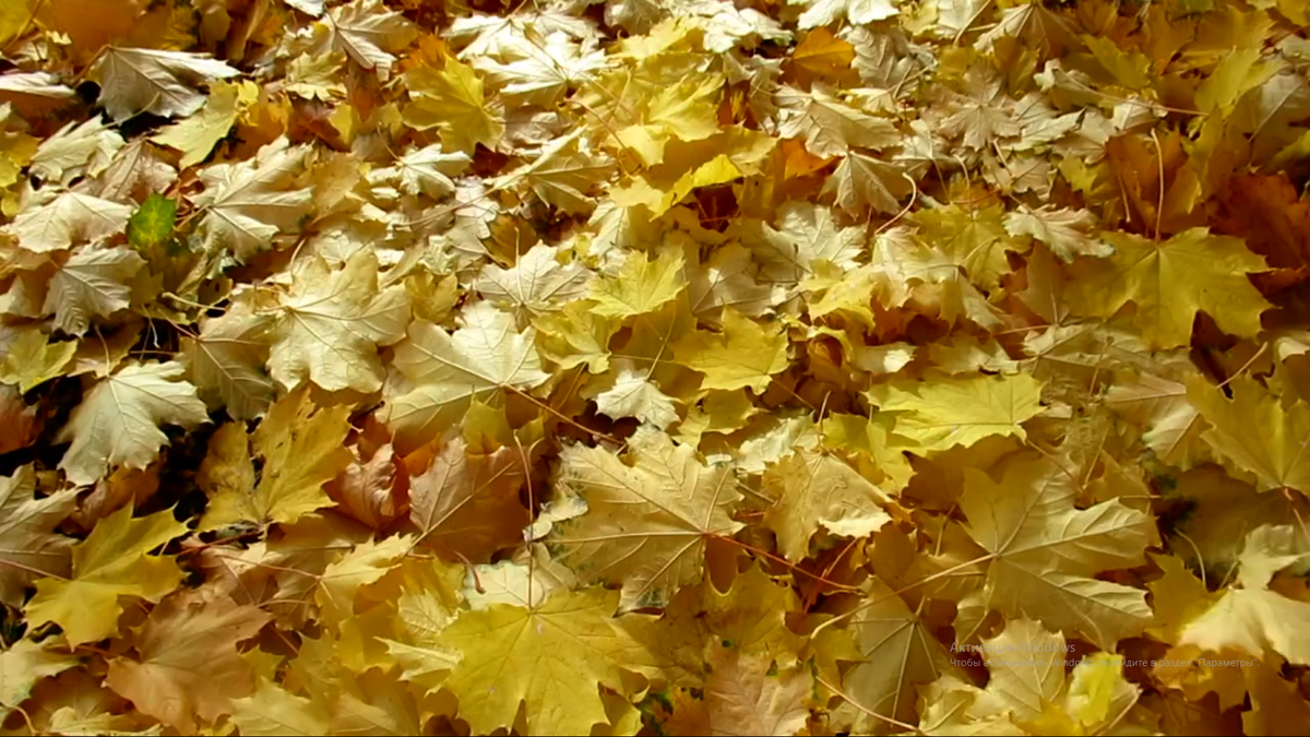 Не все что было в зеленом листе остается в опавшем.