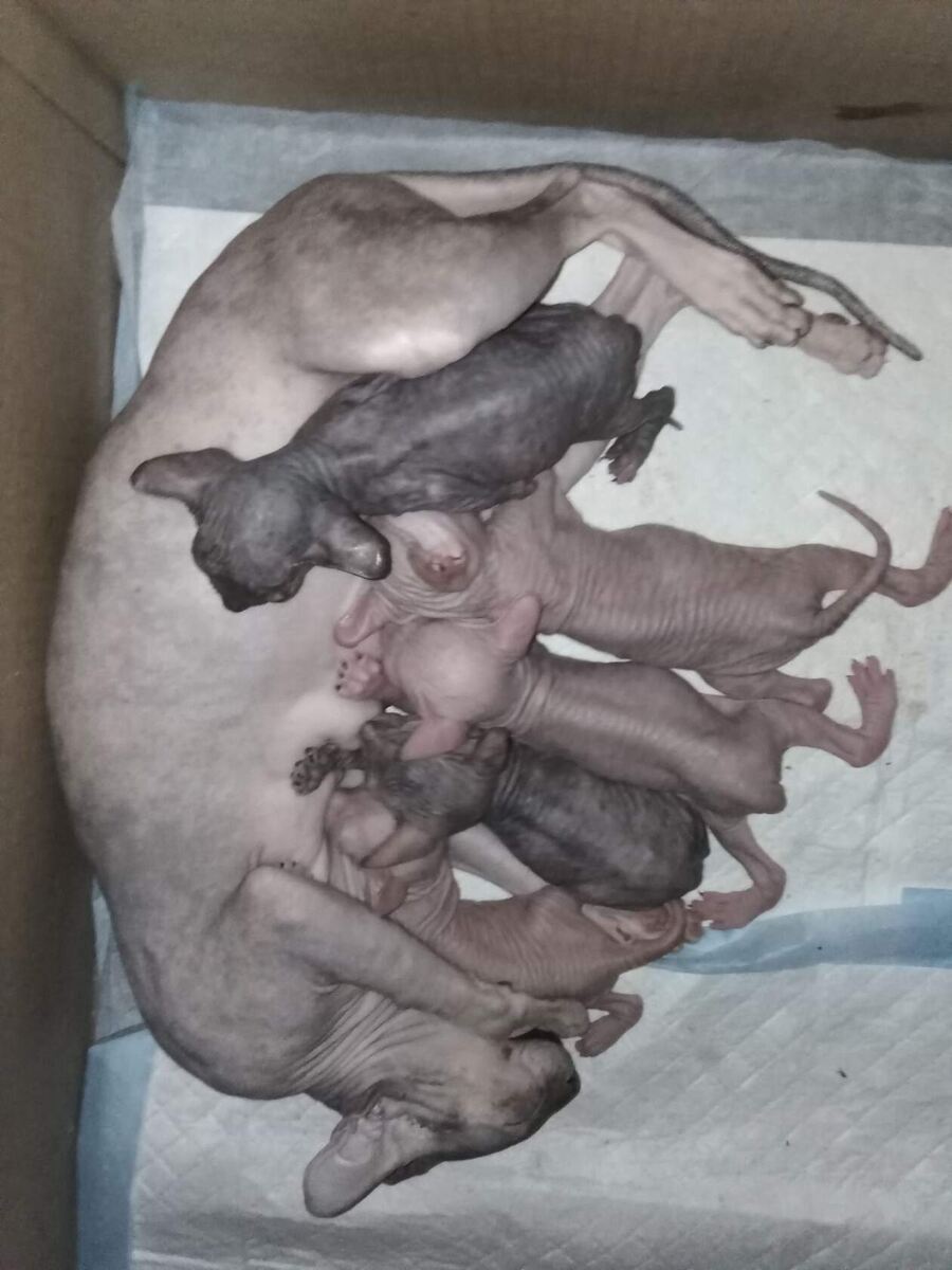 Снежа с котятами