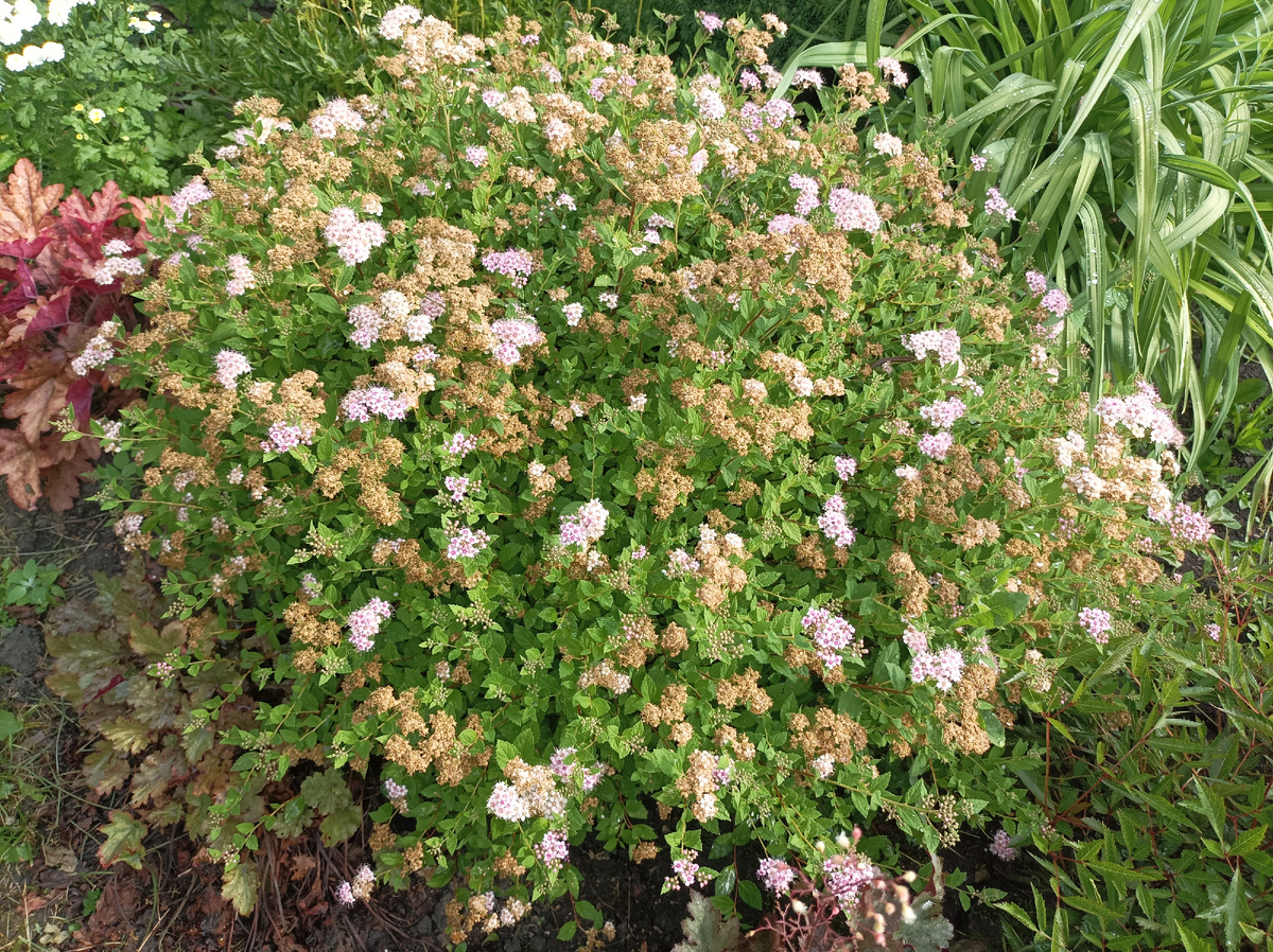 спирея японская в фазе отцветания