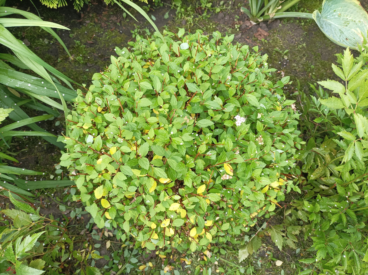 сразу после стрижки