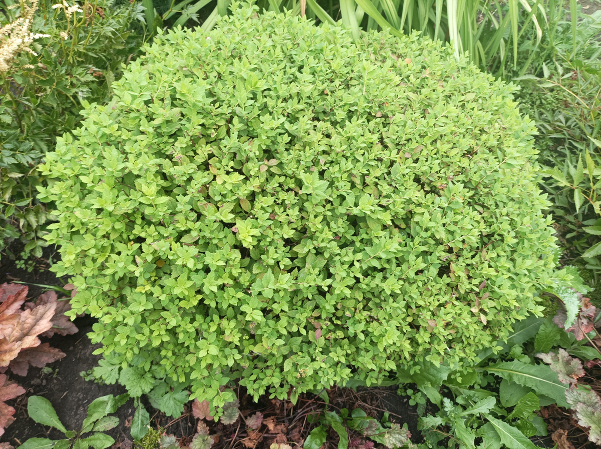 спустя три недели после стрижки, отрастают новые боковые побежки, куст становится гуще