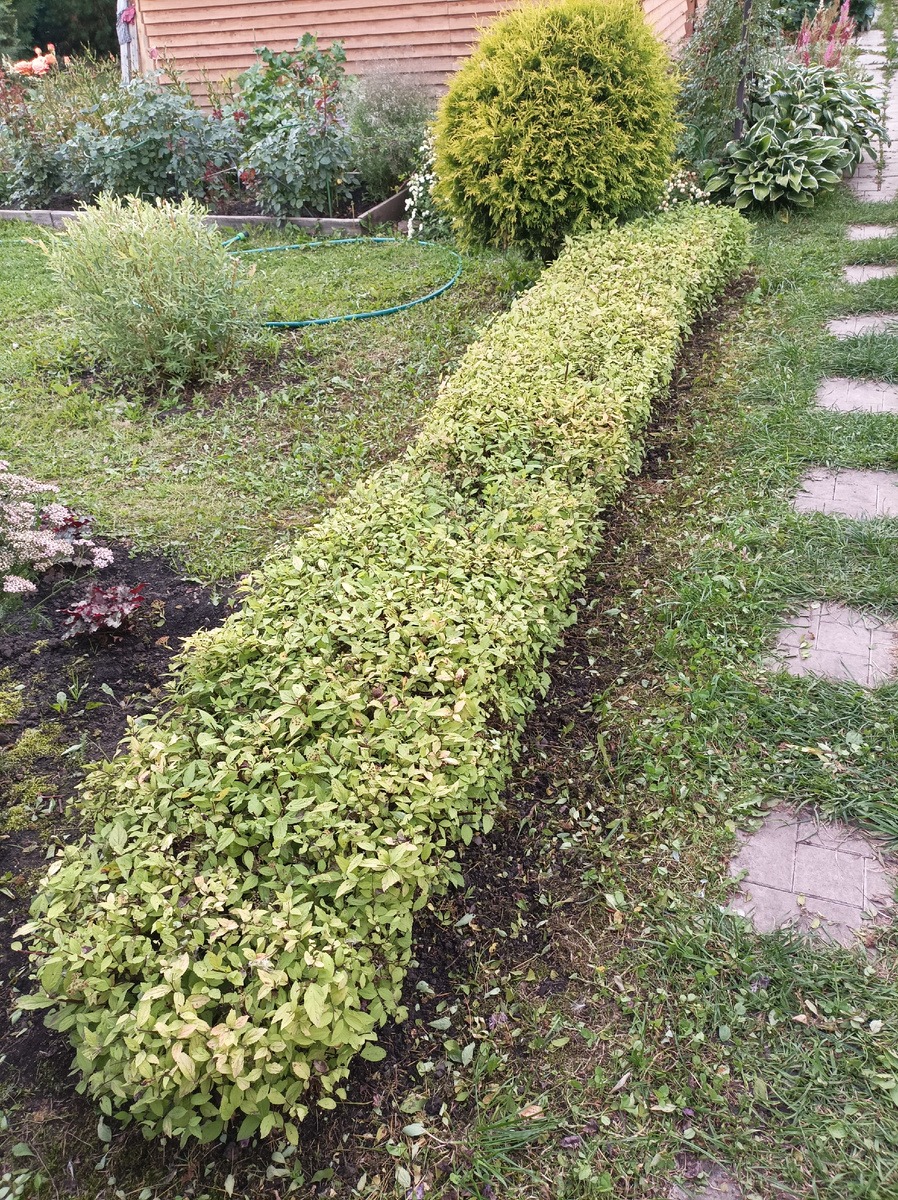 12 августа, после стрижки