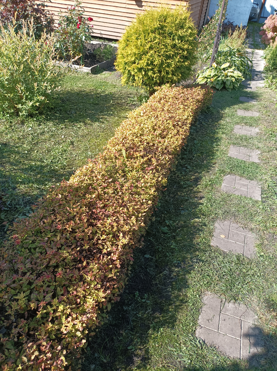 20 сентября, молодые отросшие побежки поменяли свой цвет с зеленого на желто-красноватый