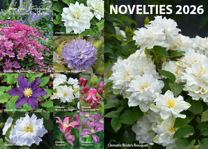 Фотографии взяты с сайта питомника