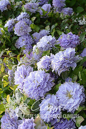 Фотографии взяты с сайта питомника