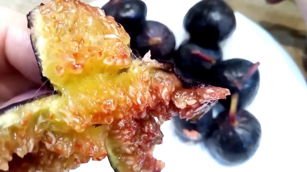 Ваш комнатный инжир зимой: почему следующей осенью вы будете с урожаем, а соседи — нет