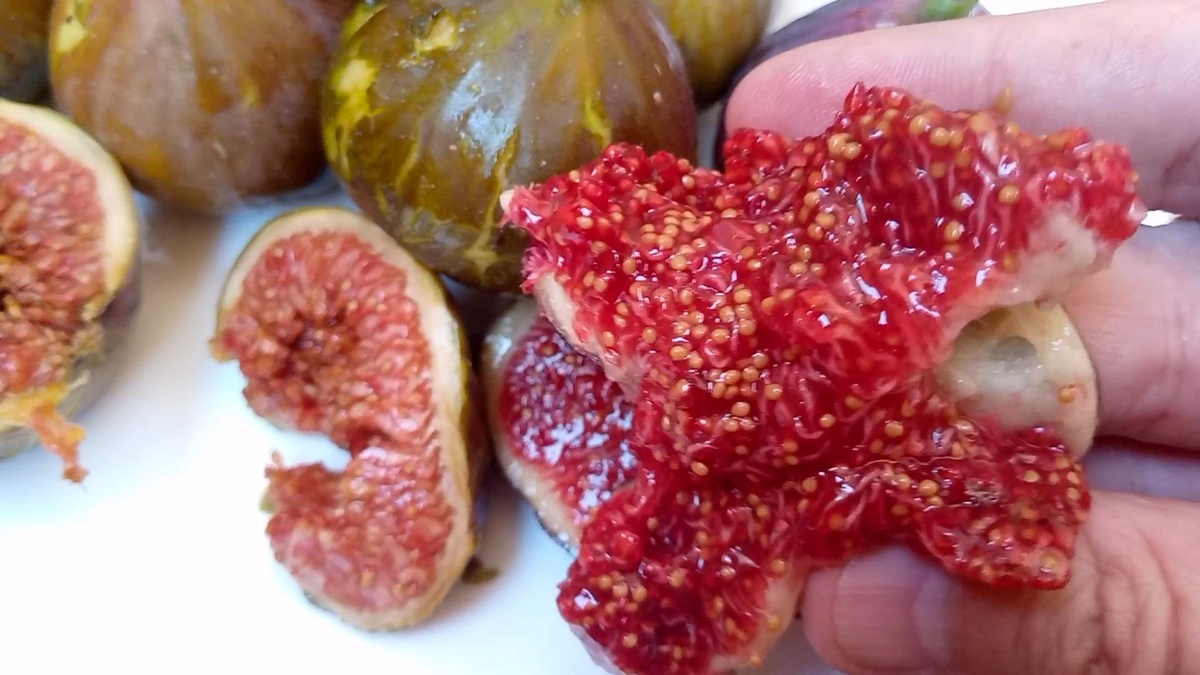 Ваш комнатный инжир зимой: почему следующей осенью вы будете с урожаем, а соседи — нет