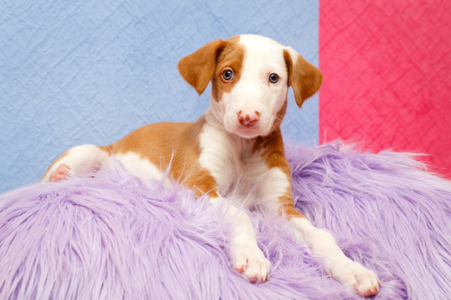    Shutterstock/FOTODOM