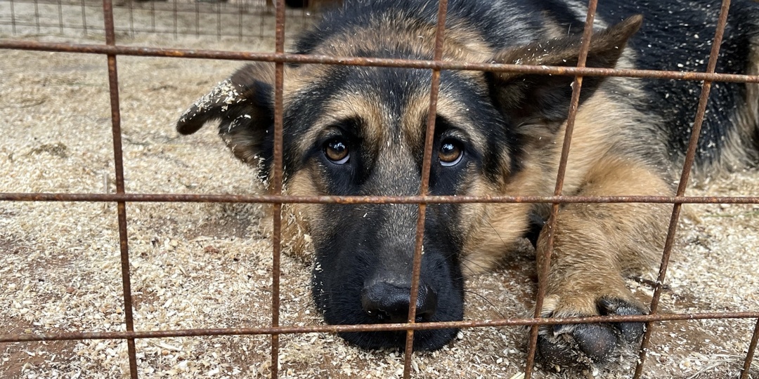 И вот уже 2 месяца эта миниатюрная "овчарочка" ждёт своего человека