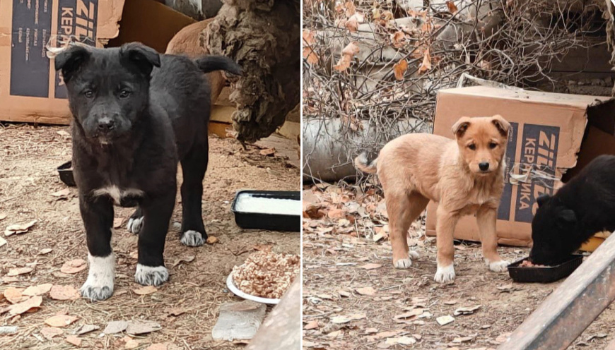 Дети мамы «лисички»