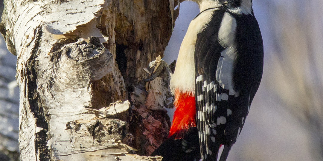 Моменты из частной жизни БПД. Наблюдения.