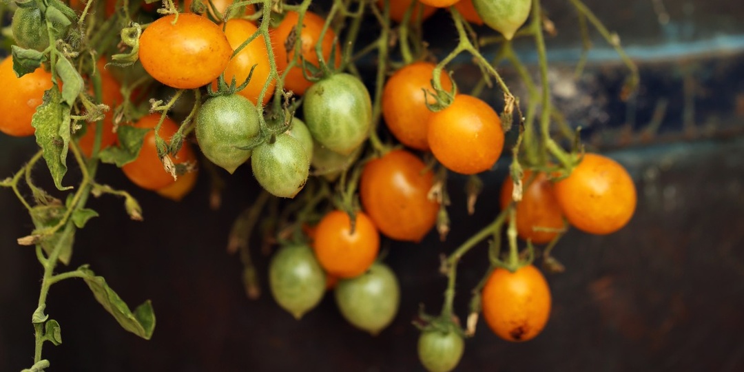Помидоры круглый год: сорт, который плодоносит зимой без теплицы