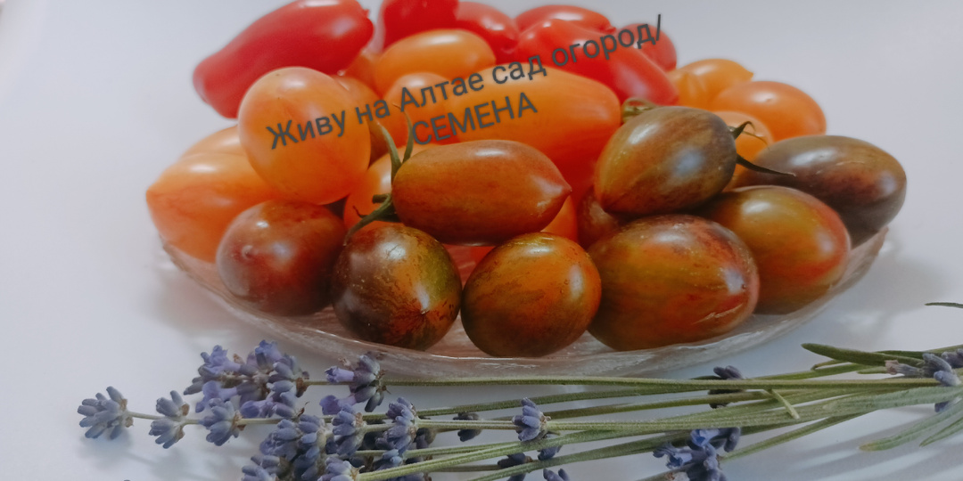 Список сортов томатов и перцев из каталога семян на 2026 год