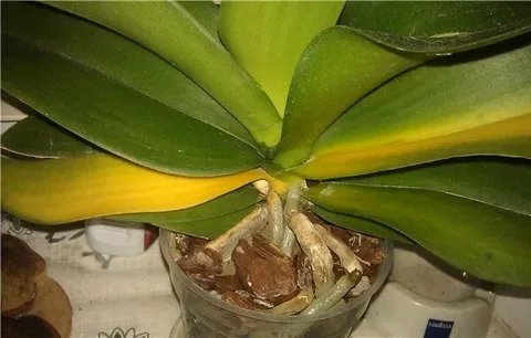 У орхидеи пожелтели листья-что делать