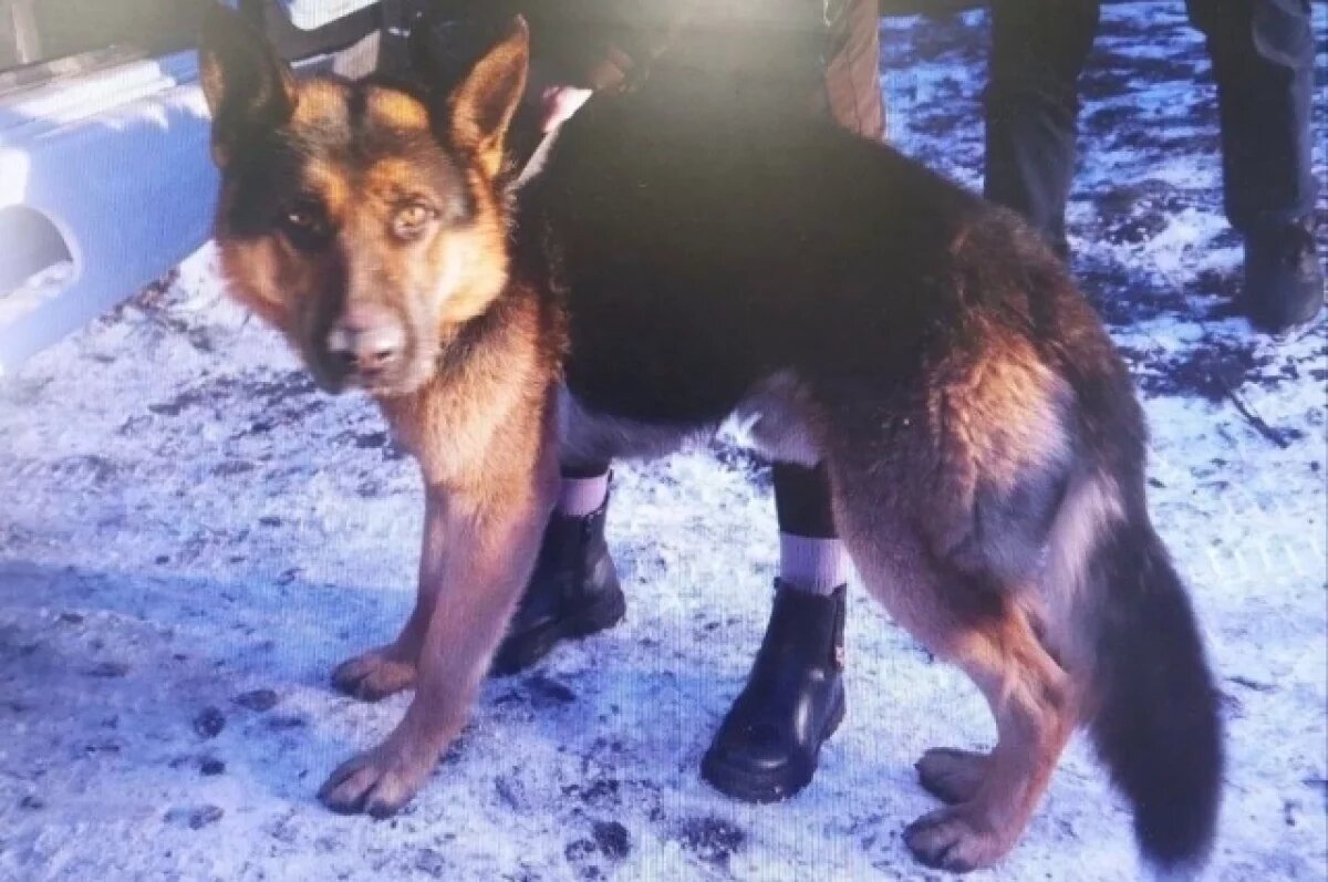    Собака, покусавшая девочку в Черногорске, два дня скиталась по улице