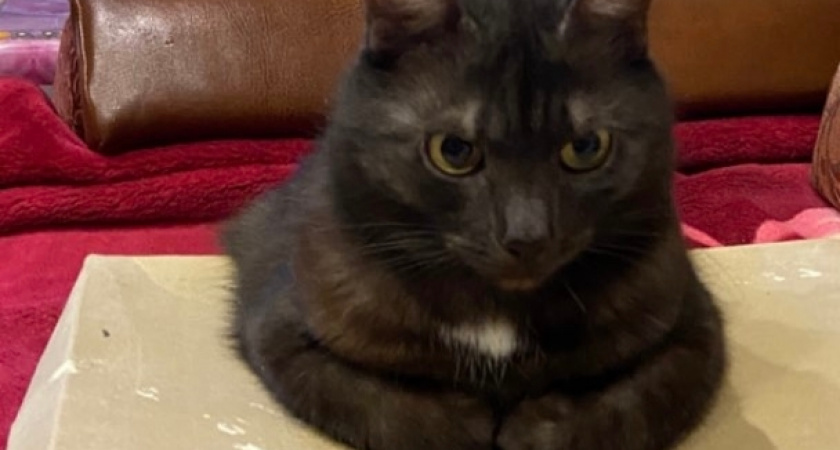    Как понять, что кошка умирает. Три главных признака и помощь питомцу