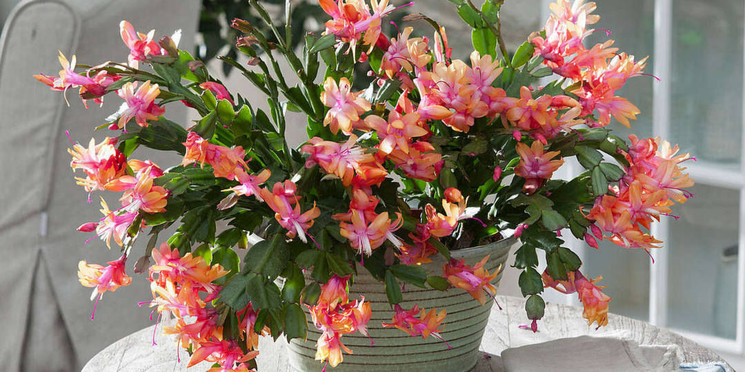 Декабрист успеет набрать бутоны и пышно зацвести, если сейчас выполнить 5 действий (проще не придумать)