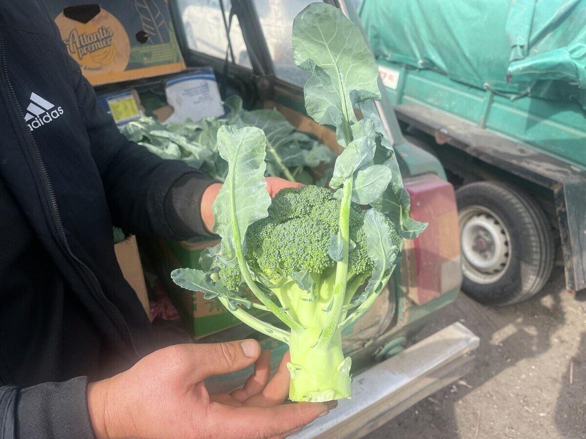 © РИА Новости / Михаил Кевхиев📷Фермер показывает выращенную им капусту