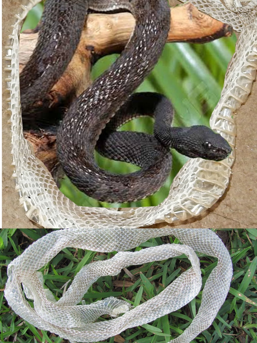 Фотоколлаж автора статьи