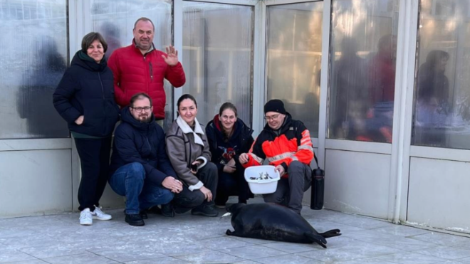 Фото: Фонд друзей балтийской нерпы