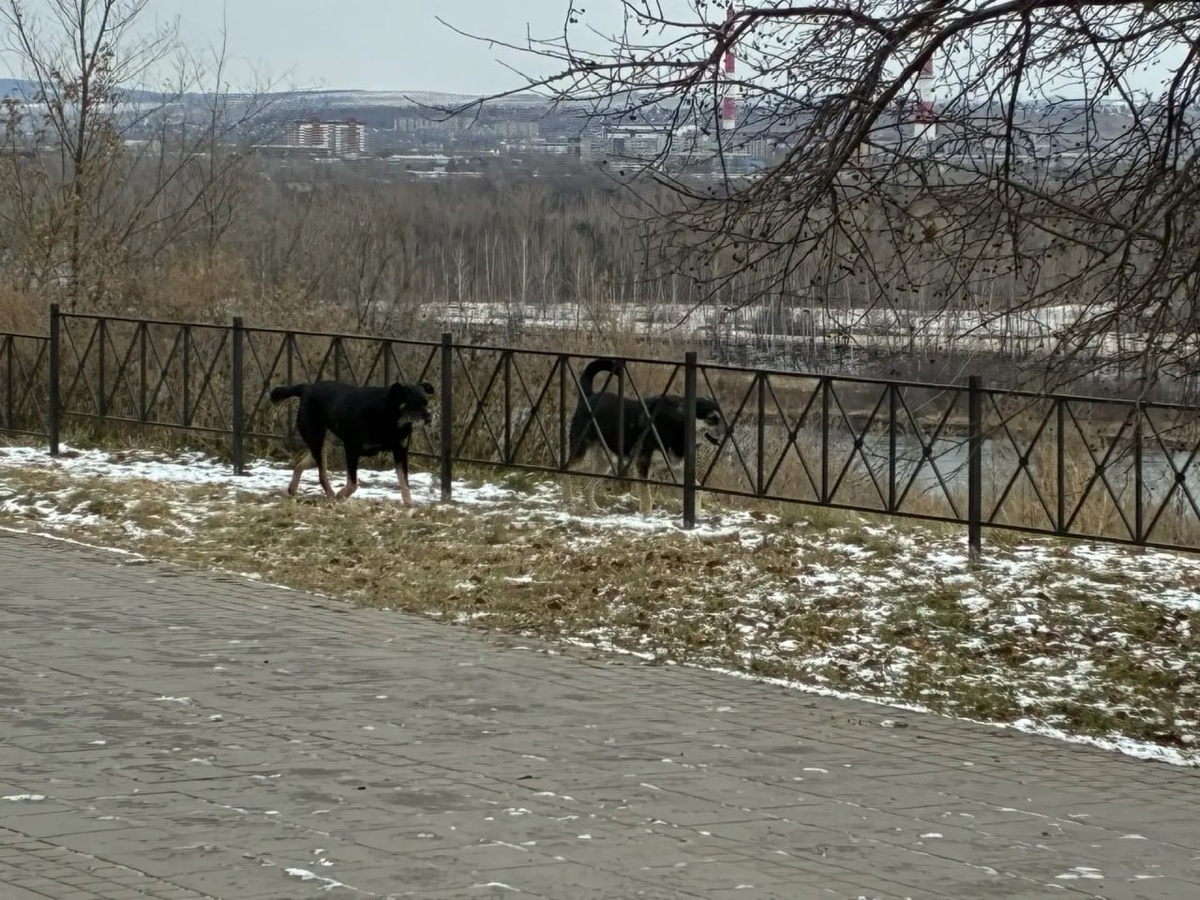     50 бездомных собак отловили с улиц Красноярска за последние три недели