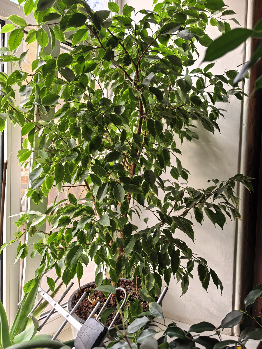 Фото старенького фикуса