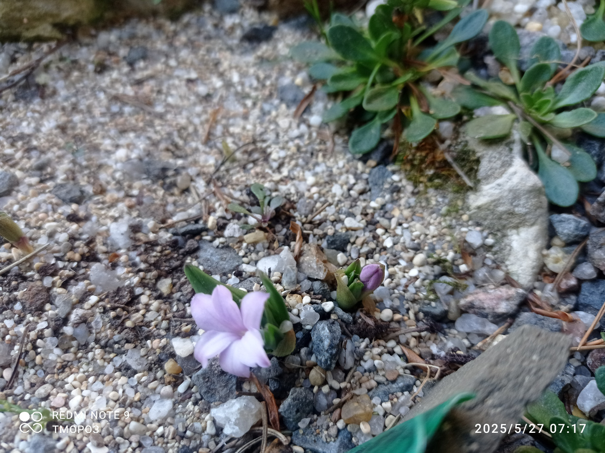 купена Хуккера