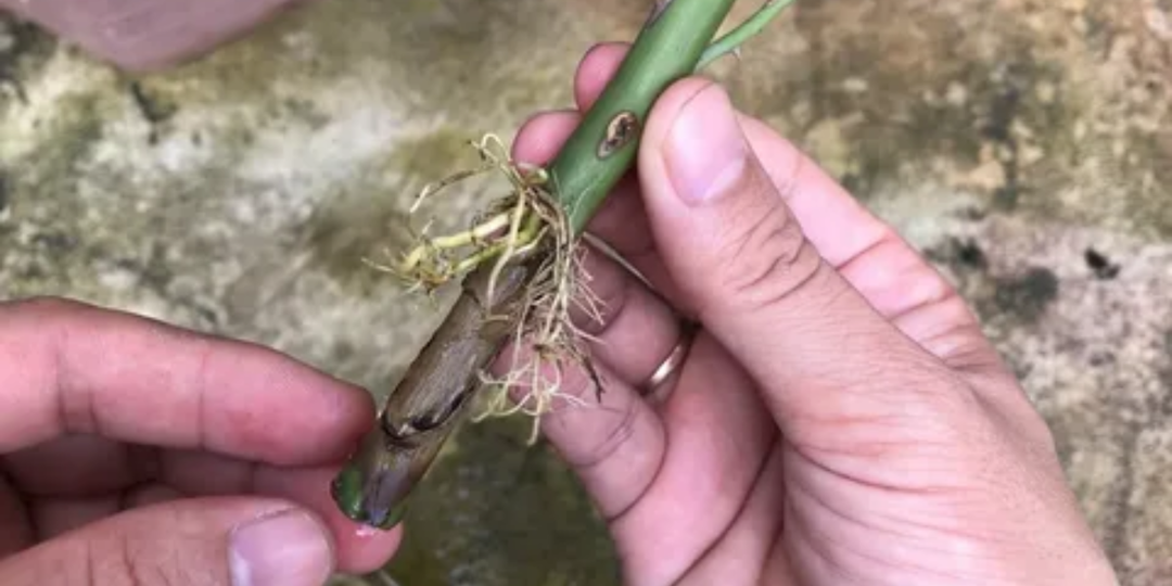 Научился укоренять черенки за 35 рублей. Мощный стимулятор для ростков и будущей рассады