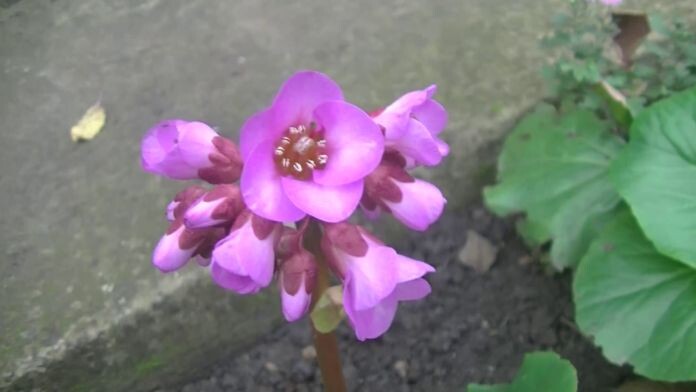 Ноябрьское чудо: бадан расцвёл. Утро 17.11.2025 — и в воздухе пахнет не только осенью.