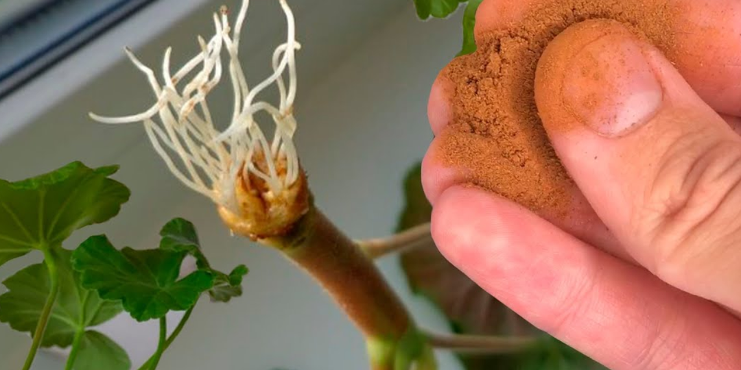 Ленивый способ укоренения герани методом «салфетки». Корни через 5-7 дней пустит каждый черенок