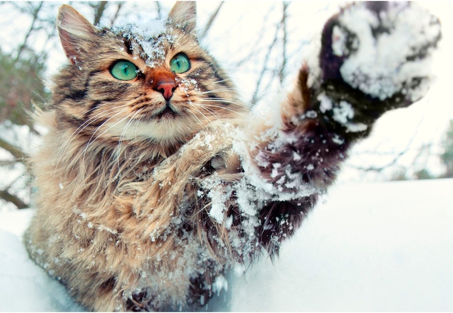     Температура все ниже и ниже: Рябов рассказал о наступлении зимы и морозах до -7°С