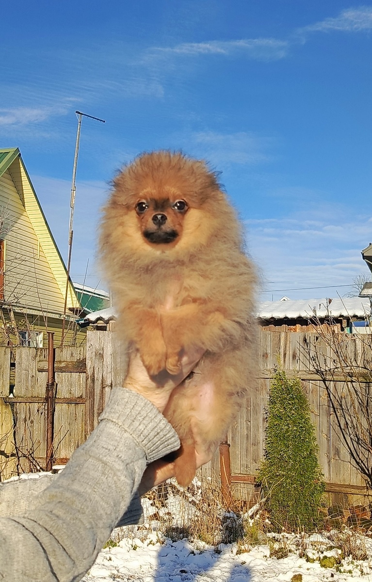 мальчик шпиц