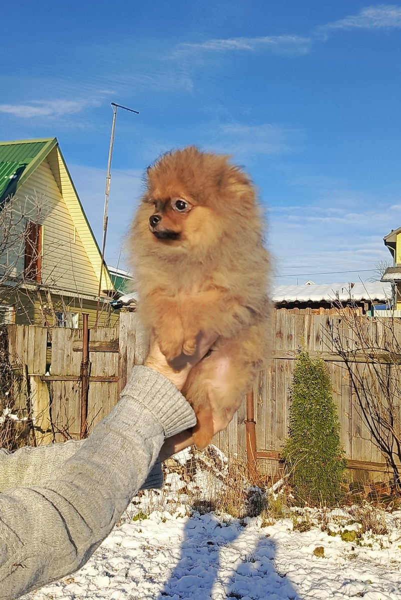 мальчик шпиц