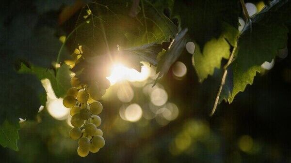    © РИА Новости