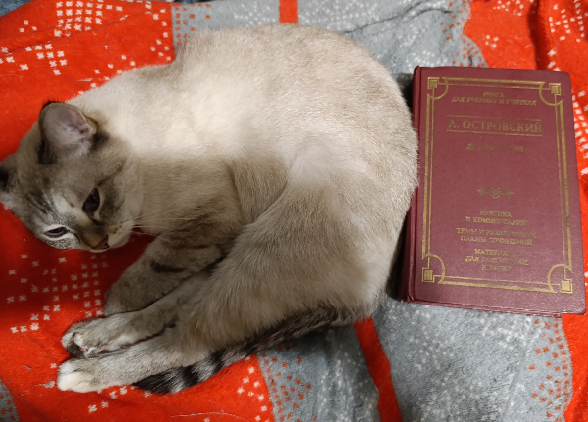 Книгу из школьной библиотеки со знаменитой красной обложкой представляет Дженя. 