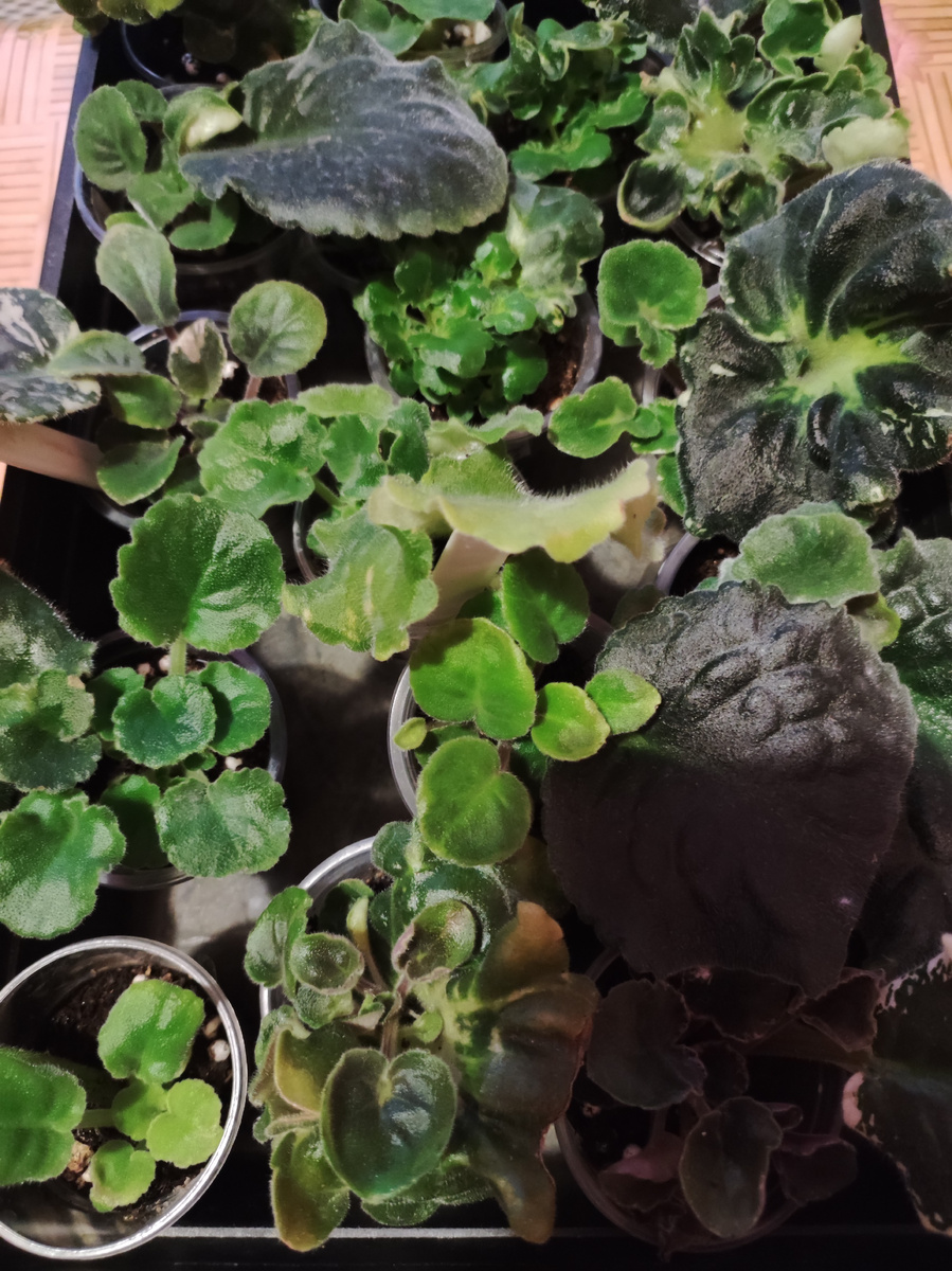 Детки при листе.